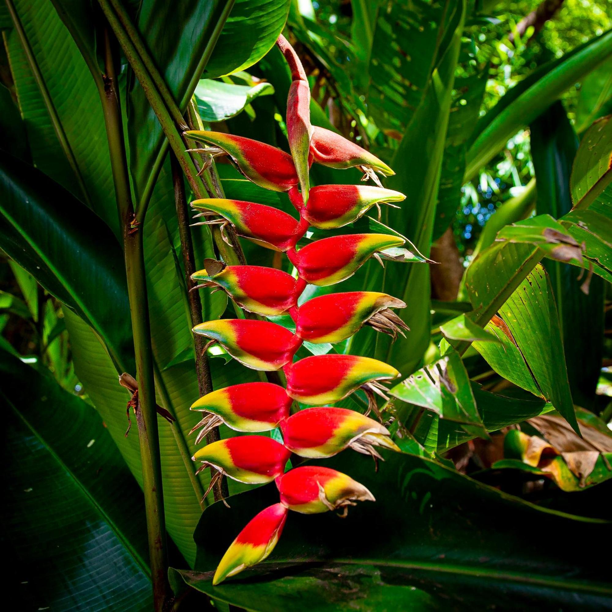 Secret Garden Iguazu Bed & Breakfast Puerto Iguazú Exterior foto